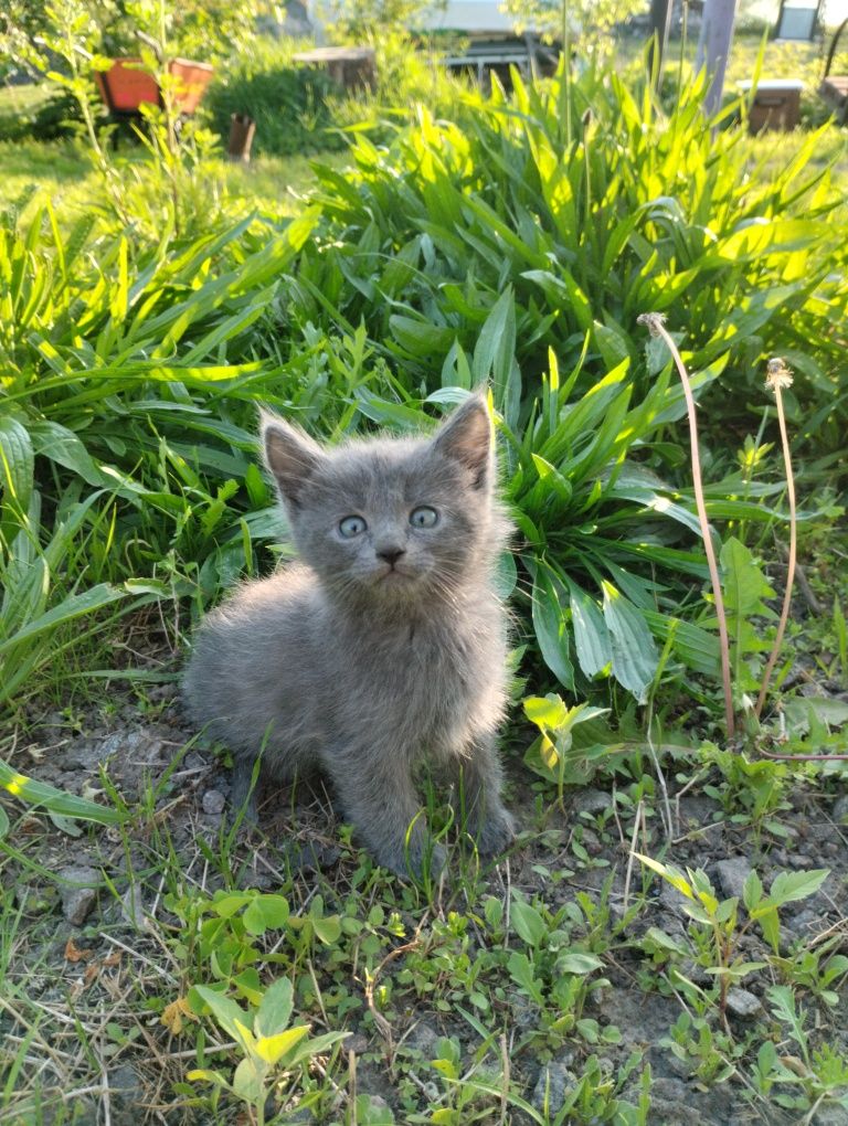 Кошеня,котик в сім'ю