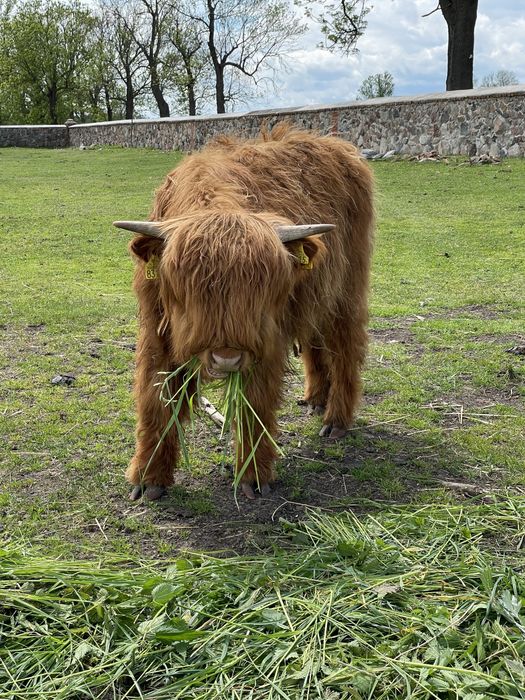 Byczek szkocki, bydlo szkockie, krowa szkocka, highland cattle