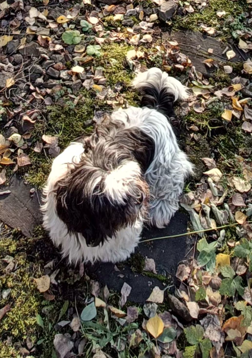 ZAGINĘŁA NAGRODA 2000zł biało-czarna suczka w typie shih tzu.