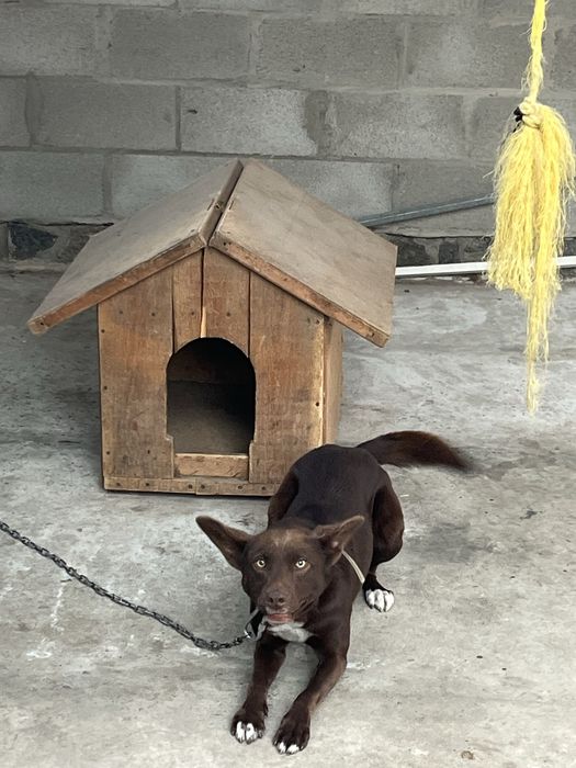 Собака шукає нову родину