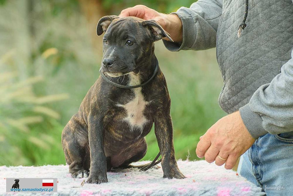 Staffordshire Bull Terrier staffik stafik FCI