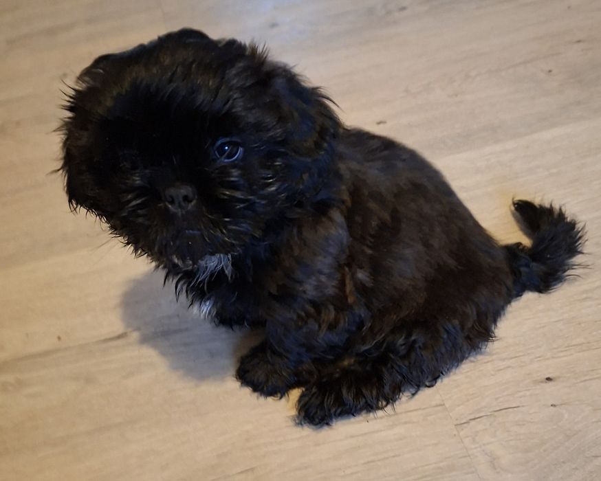 Pieski shih-tzu.