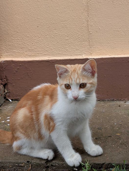 Кошка 3 месяца, котенок, отдам в хорошие руки