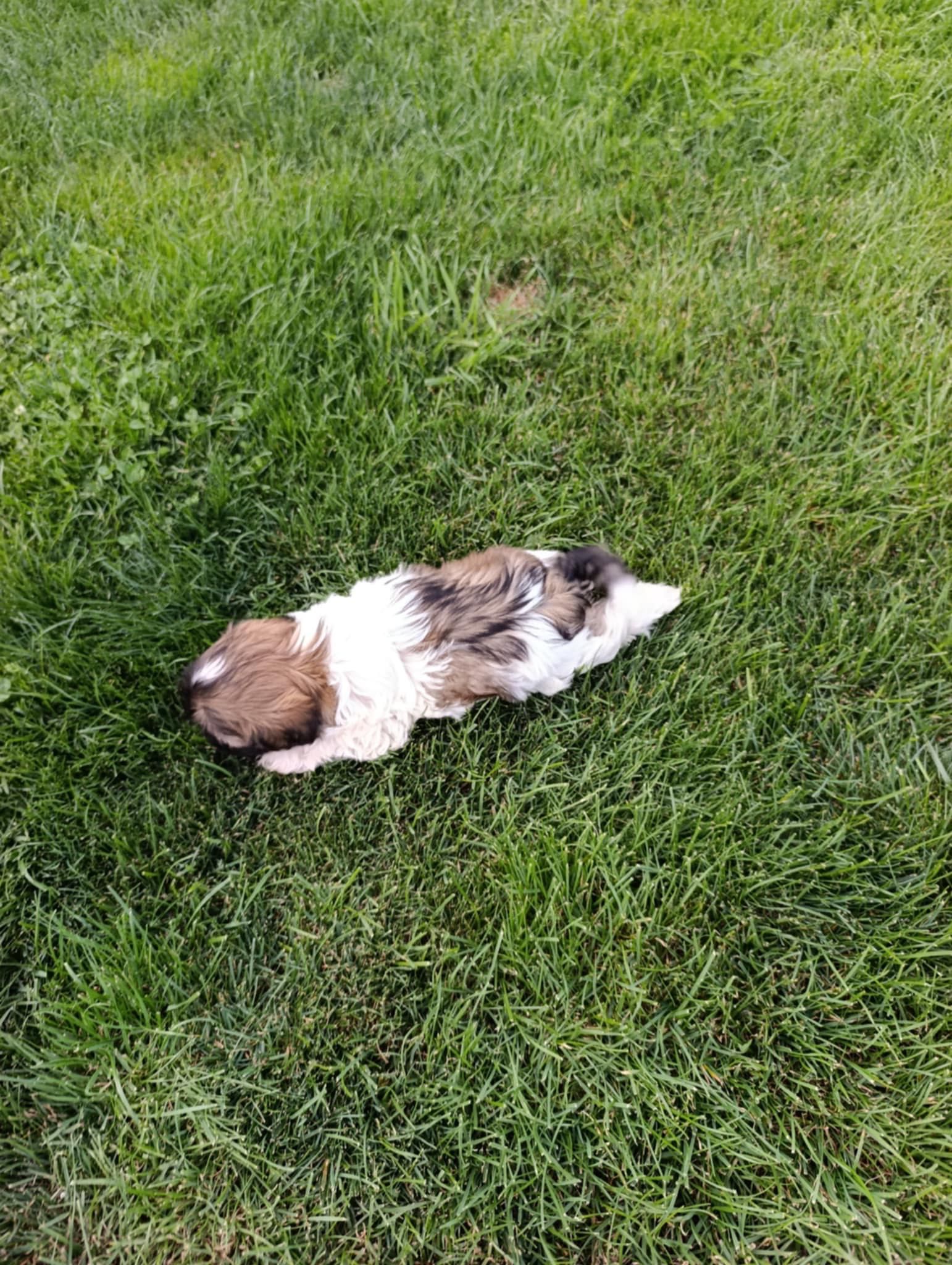 Szczeniak Shih Tzu - Chłopiec