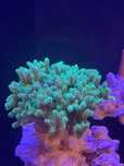 Seriatopora Caliendrum Akwarium Morskie