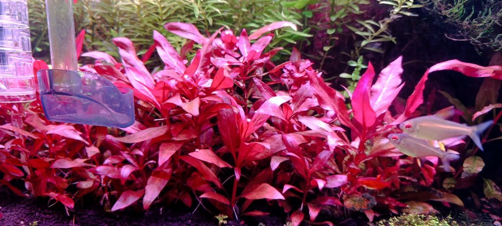 Alternanthera reineckii mini