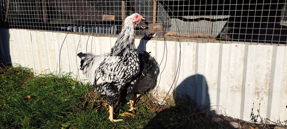 Sprzedam kury ozdobne