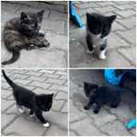 Котята кошеня шукає маму