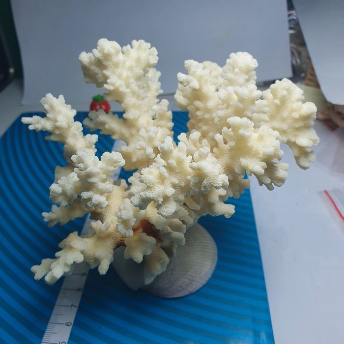 Koralowiec acropora