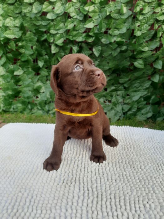 Цуценя Лабрадор дівчинка