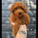 Pudel toy OSTATNI red brown Badania wyprawka paszport