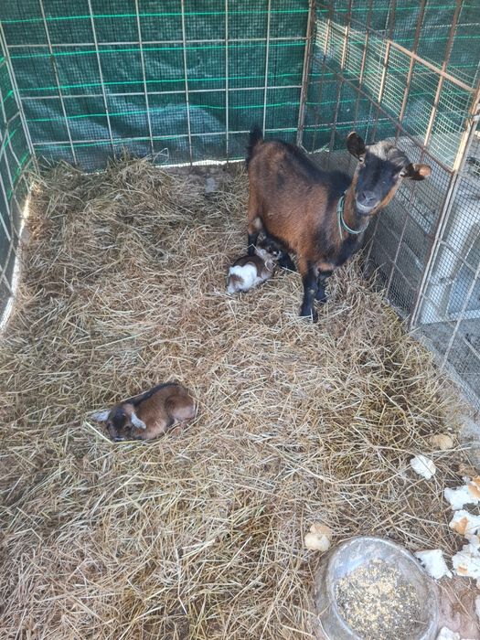 Vendo cabra anã com cabritinhos