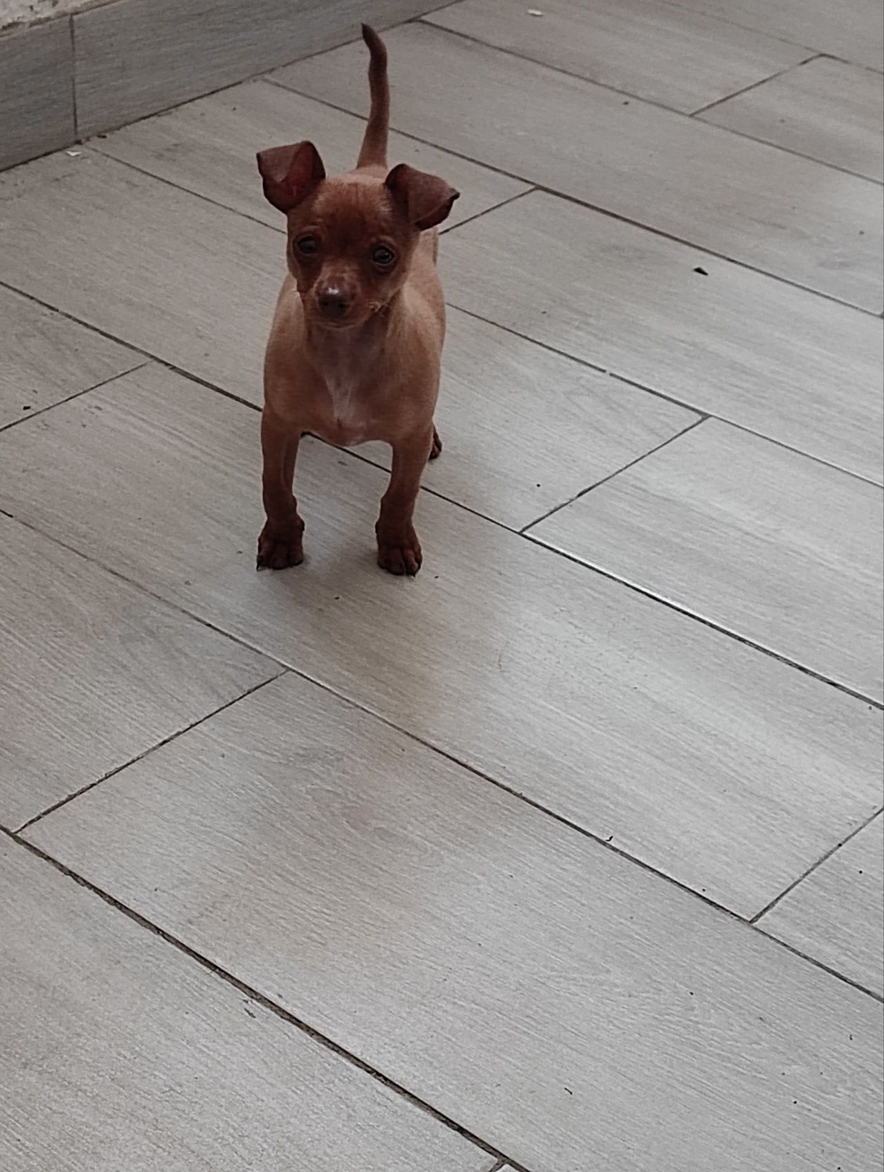Pinscher macho miniatura