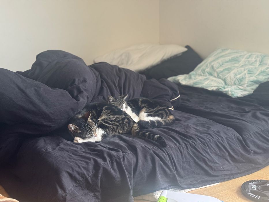 Oddam 2 koty  kotka i kot rodzeństwo