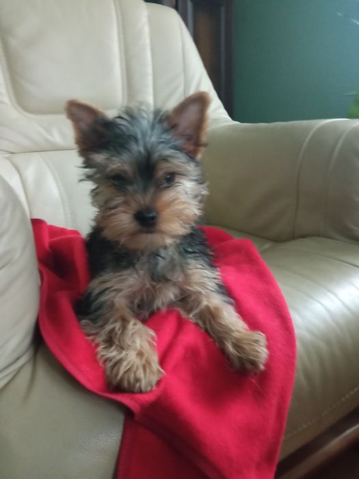 Yorkshire terrier - piesek