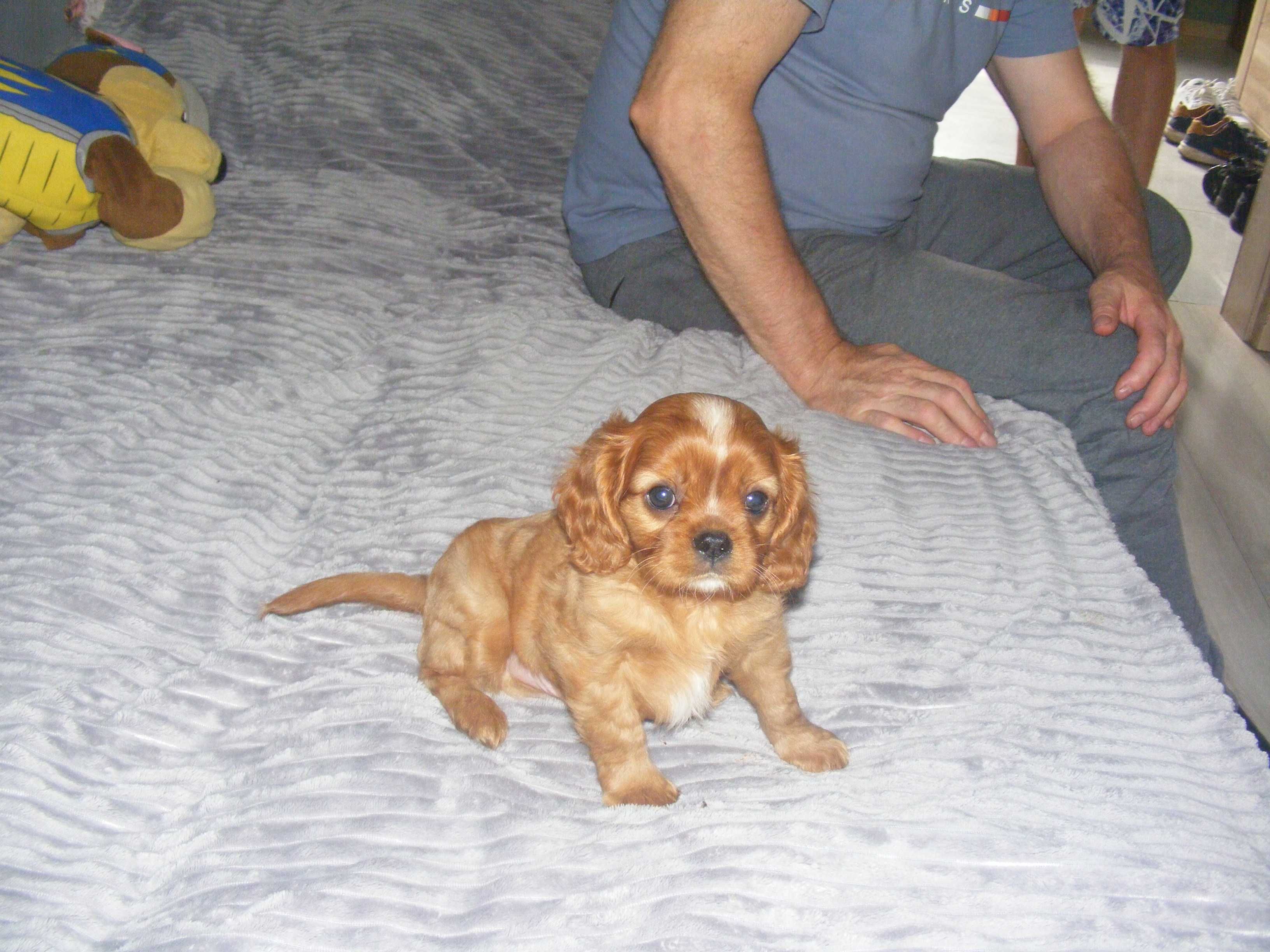 Śliczny piesek Cavalier Spaniel z Rodowodem Gotowy do odbioru