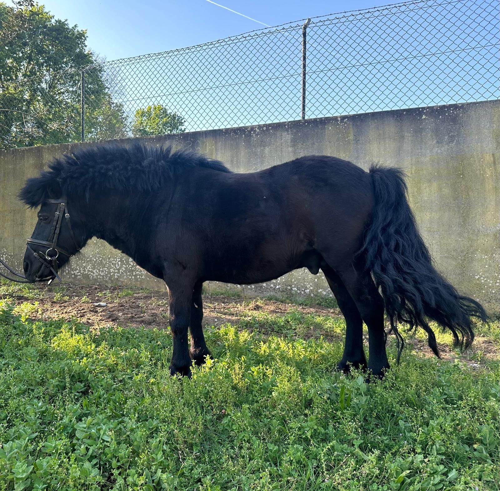 Pónei shetland preto, 10anos com arreio