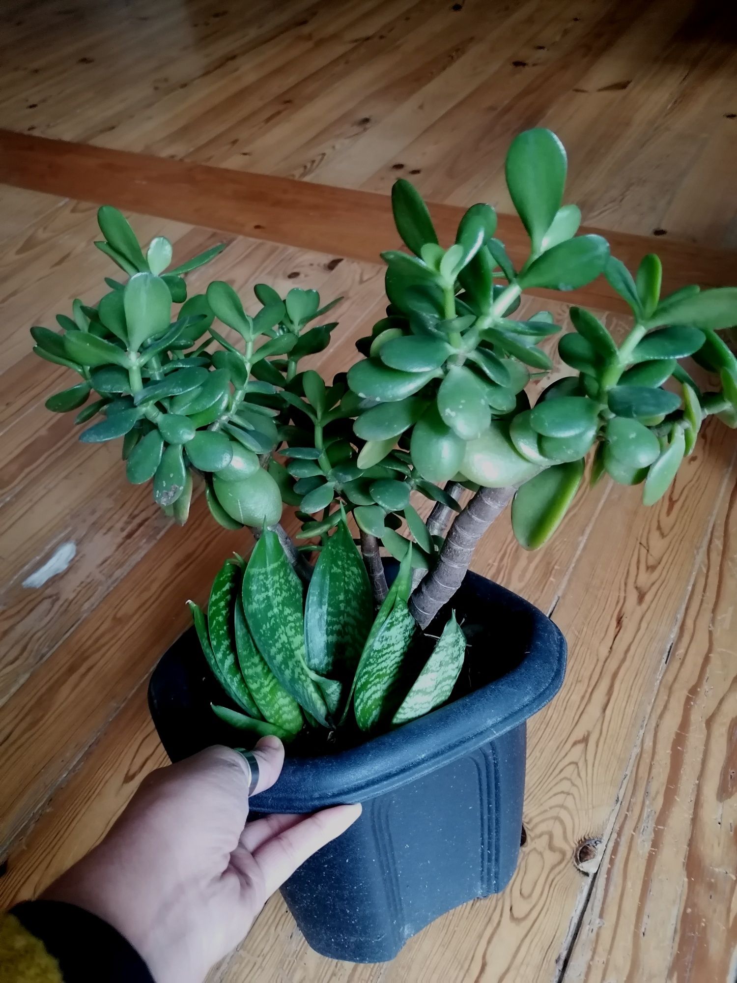 Mix de 2 plantas (suculentas)  | altura 43cm29 cm