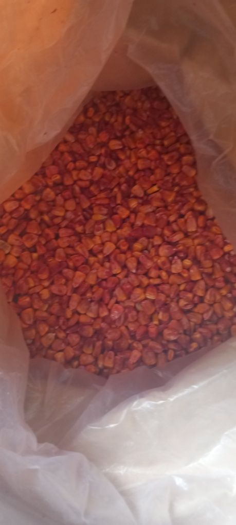 Продам насіння кукурудзи Даниїл. 25 грн