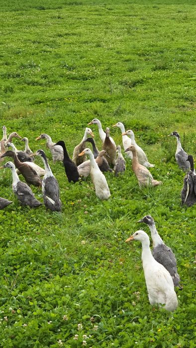 Biegus Indyjski pary