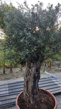 Drzewo oliwne, oliwka europejską bonsai