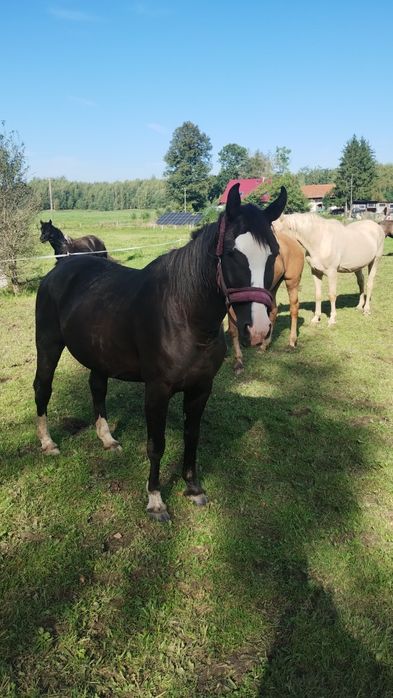 Sprzedam klacz rasy Wlkp