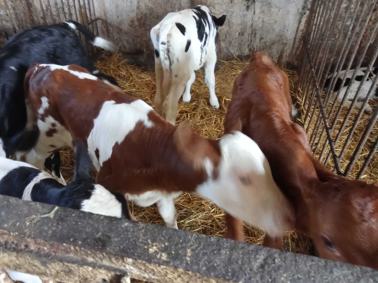 Sprzedam byczki te co na zdjęciach