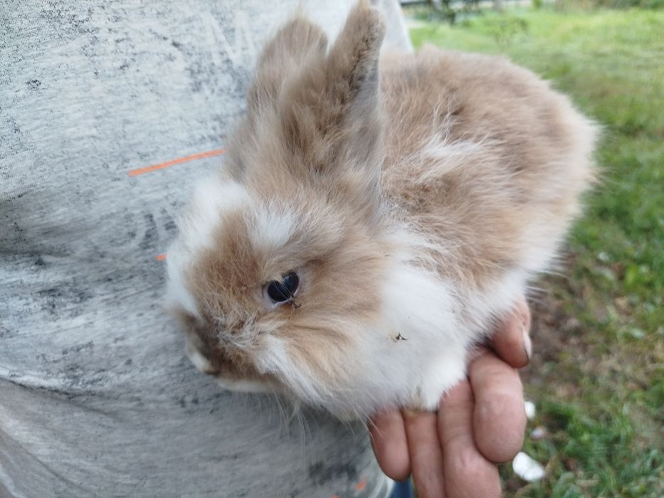 Miniatury króliczków angora, karzełek Tedy