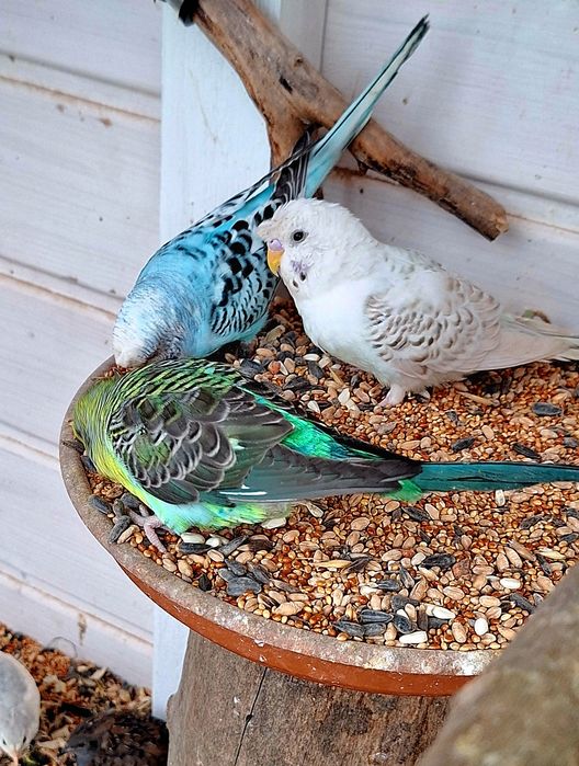 Papużki faliste rasowe