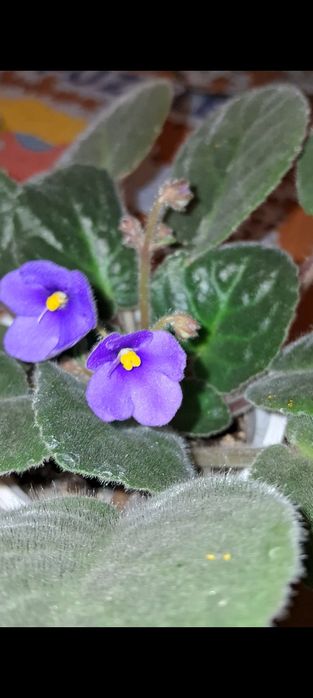 Фіалочка синього кольору