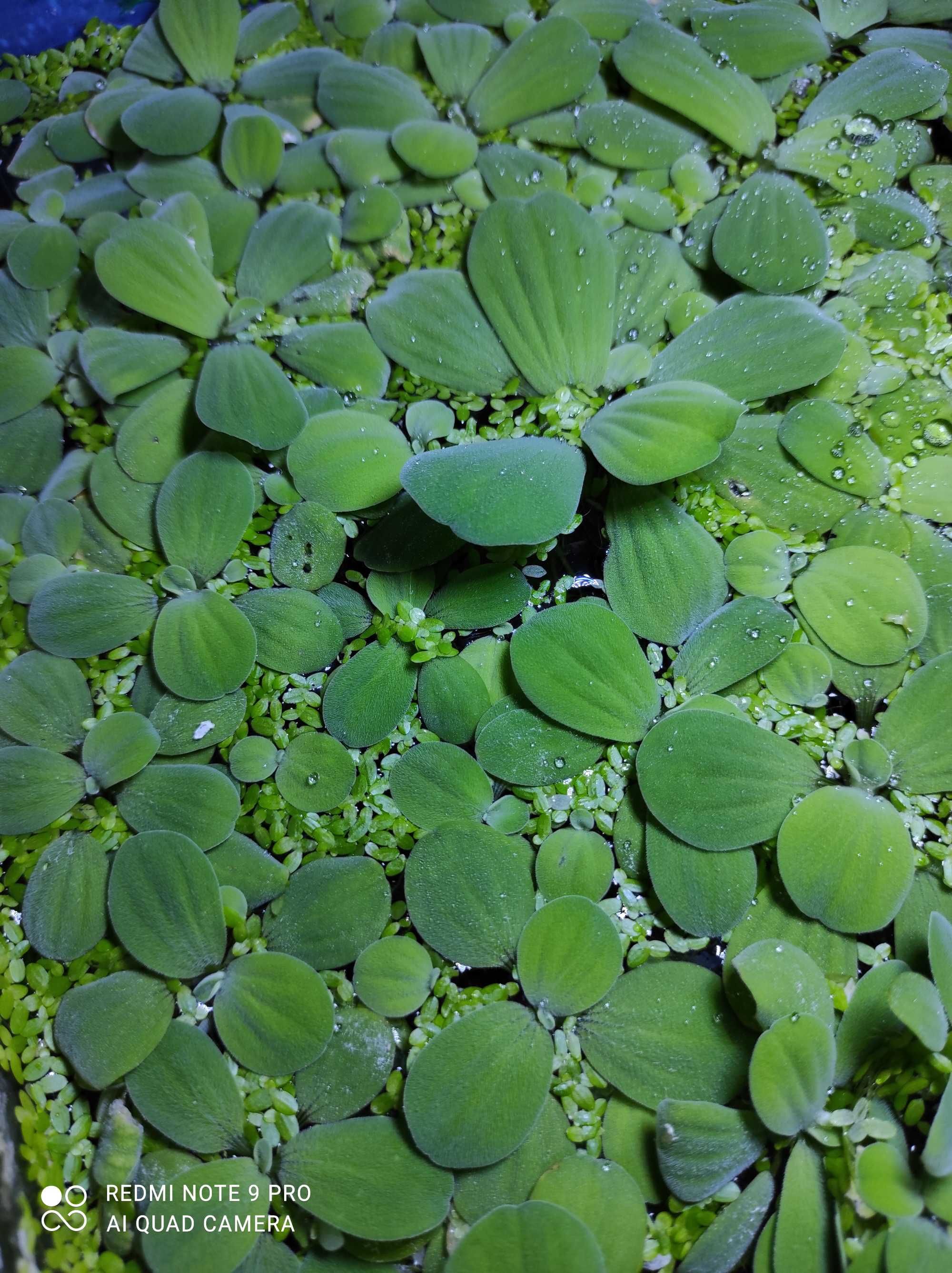 Pistia roślina pływająca