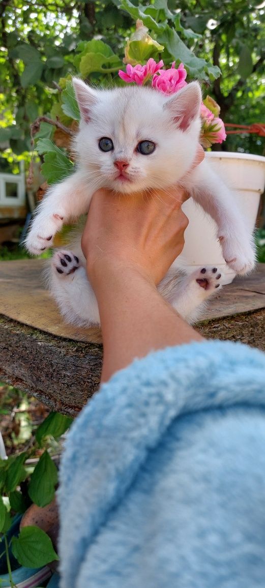 Кошенята срібна шиншила
