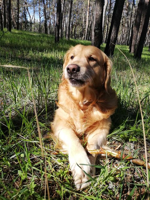 Золотистый ретривер кобель  для вязки