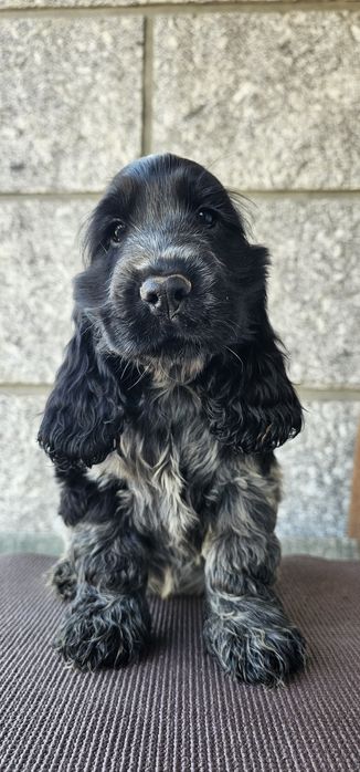 Cocker Spaniel Femea