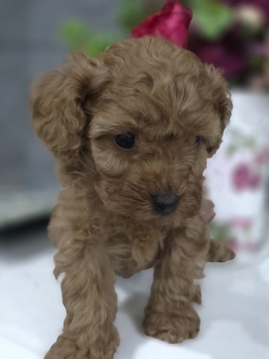 Pudel Toy/miniaturka suczka bad genetyczne kolor Red