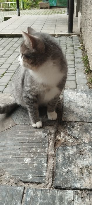 Безкоштовно котик