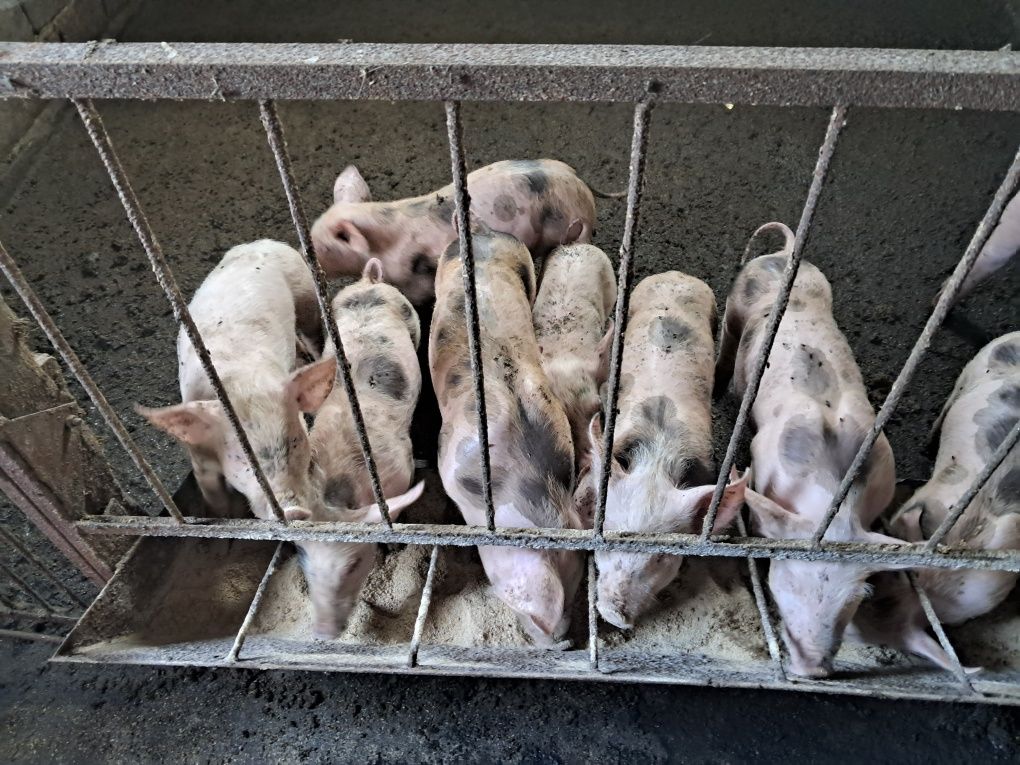 Продам поросята мясної породи