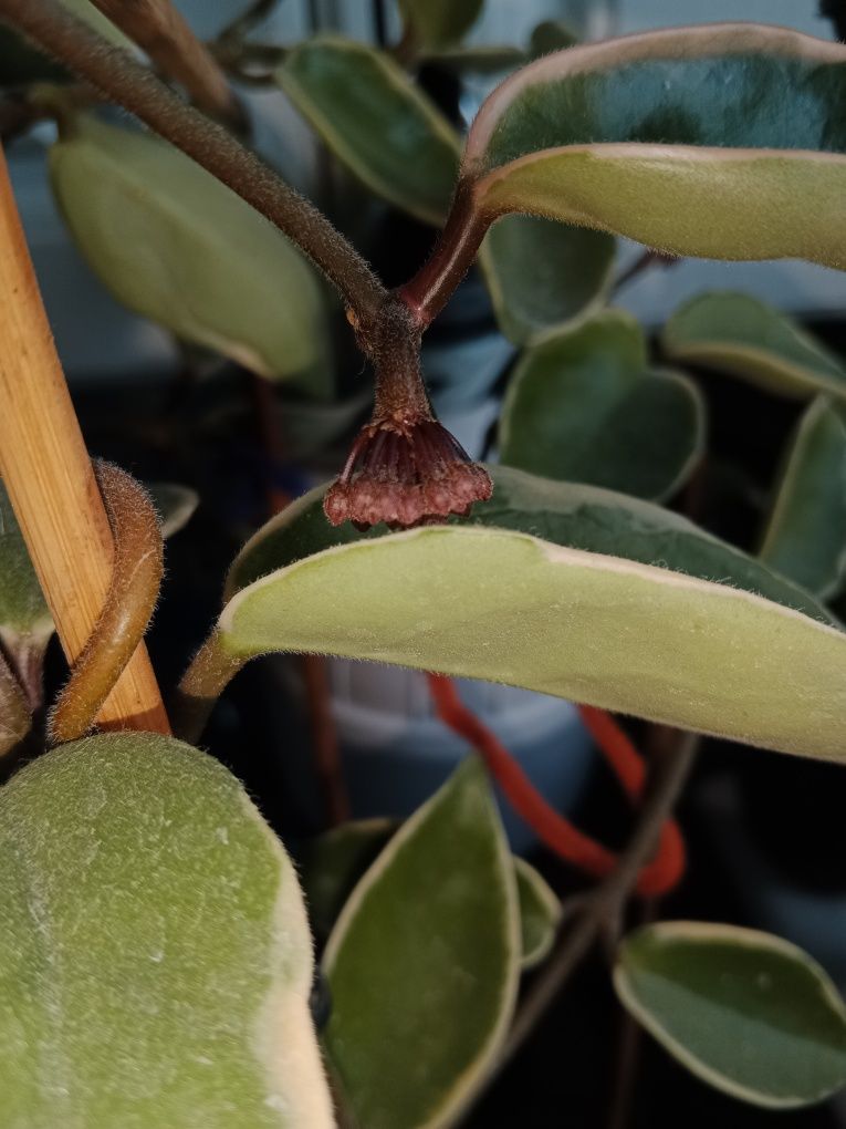 Hoya carnosa 'Krimson Queen'. Woskownica