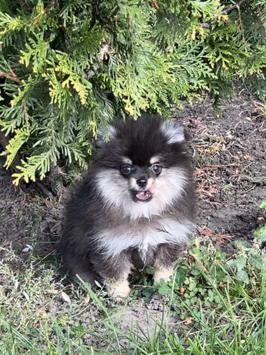 Gotowa do odbioru-Szpic miniaturowy,pomeranian,Cudowna laleczka