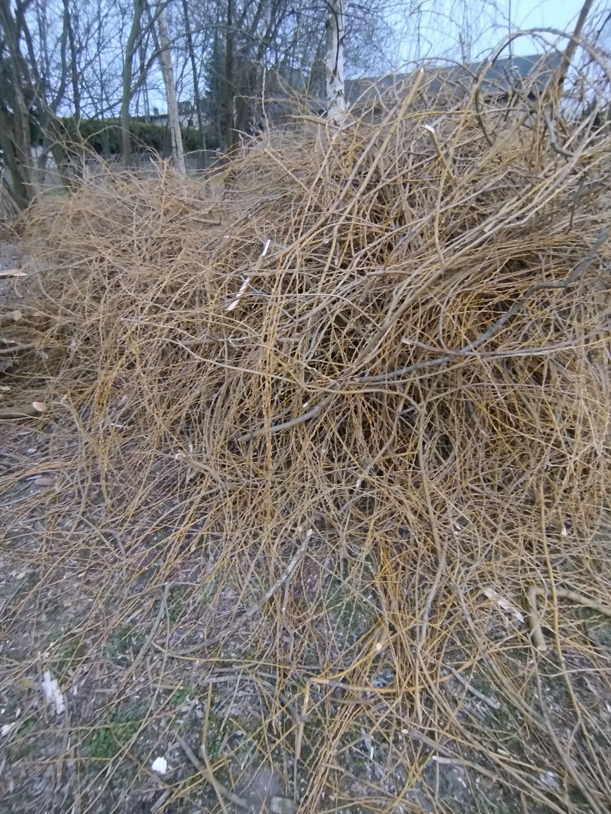 Za darmo gałęzie