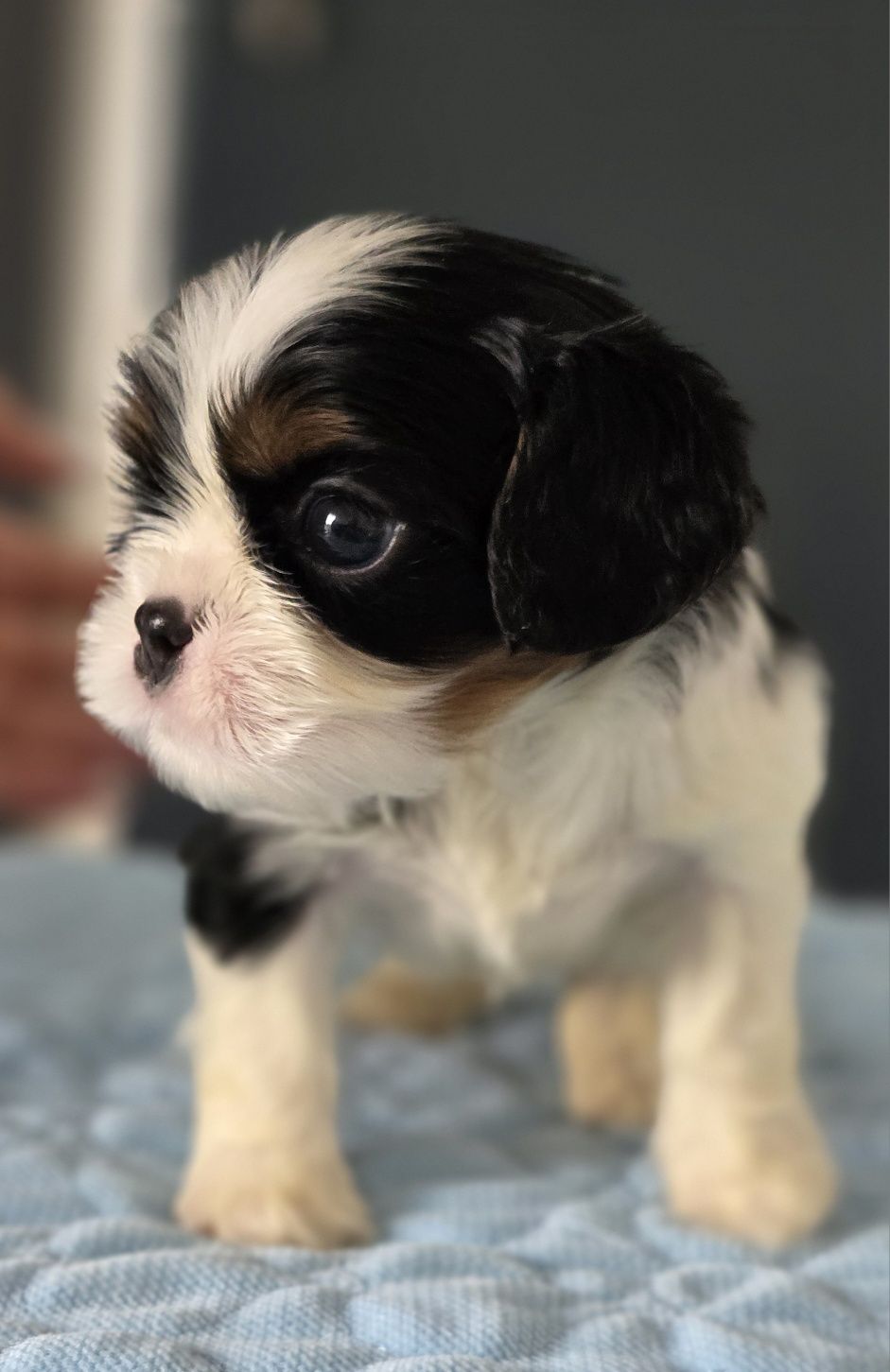 Cavalier King Charles Spaniel