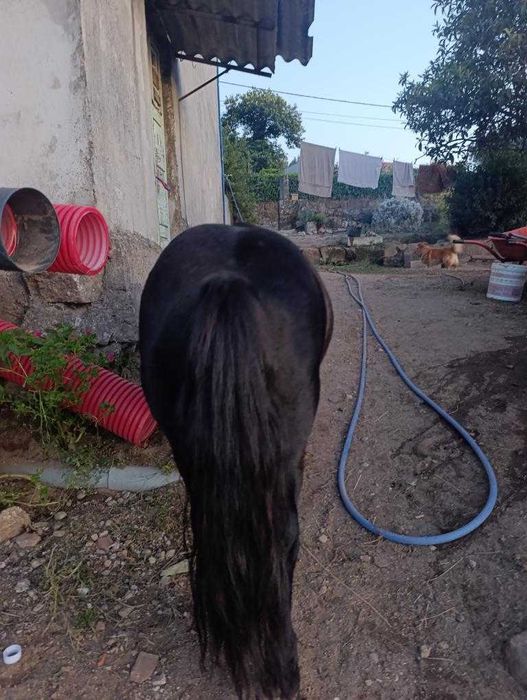 Vendo ponei livro azul