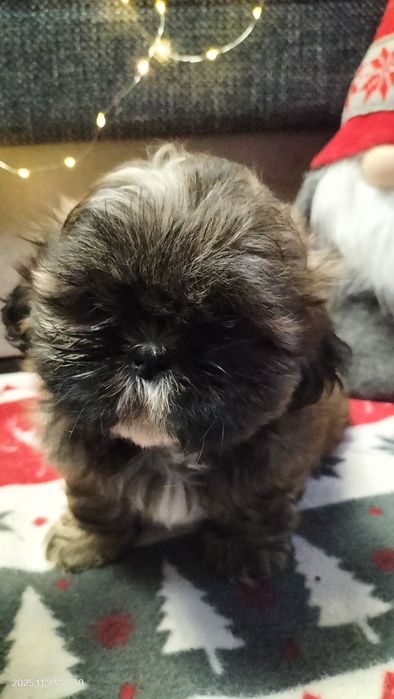 Szczeniak suczka Shih-Tzu