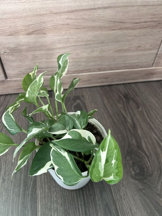 Epipremnum scindapsus N’Joy roslina doniczkowa