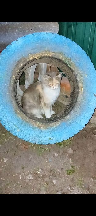 Віддам кицьку в добрі руки