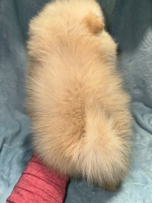 Міні дівчинка мішка