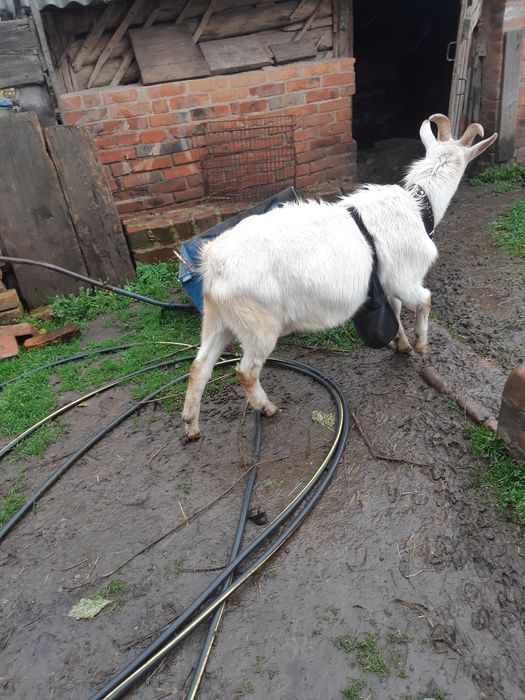 Козлик высокоперспективный покроет коз