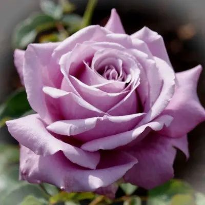Продам рози более  300 сортів рослин