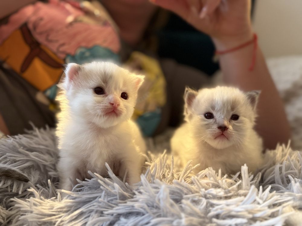 Ragdoll kocurek
