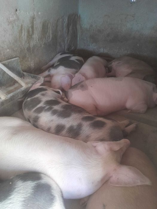 Продам свині живою вагою